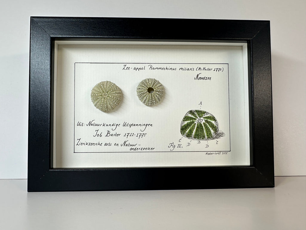 Baster kabinetje zee-appel