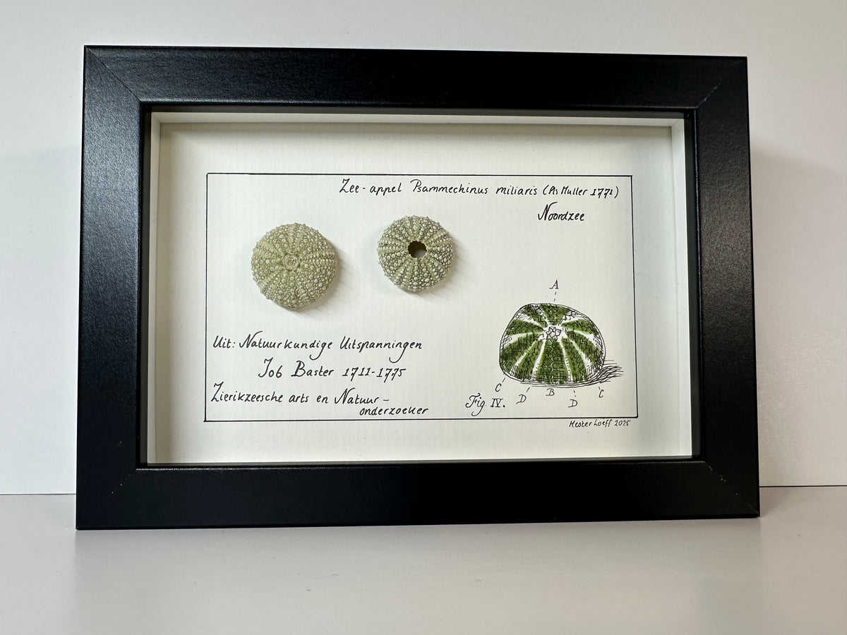 Baster kabinetje zee-appel