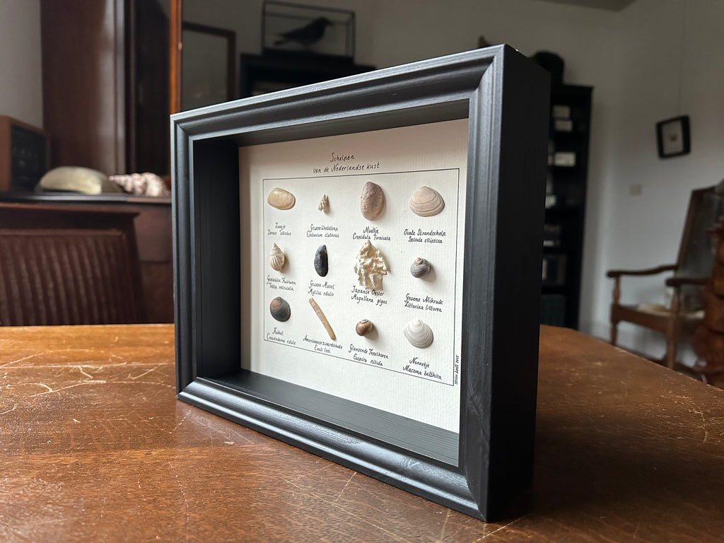 Schelpen van de Nederlandse kust