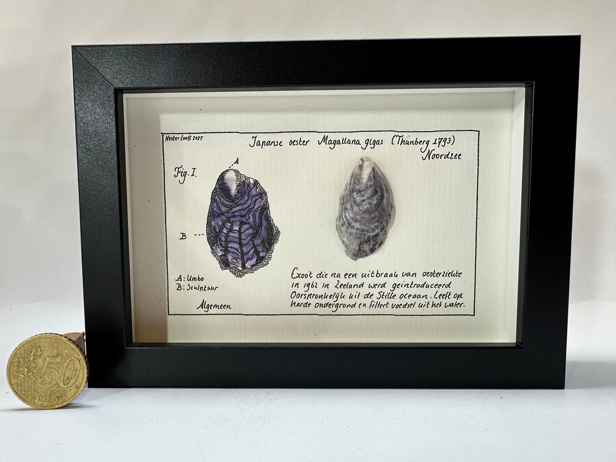 Noordzee kabinetje Japanse oester