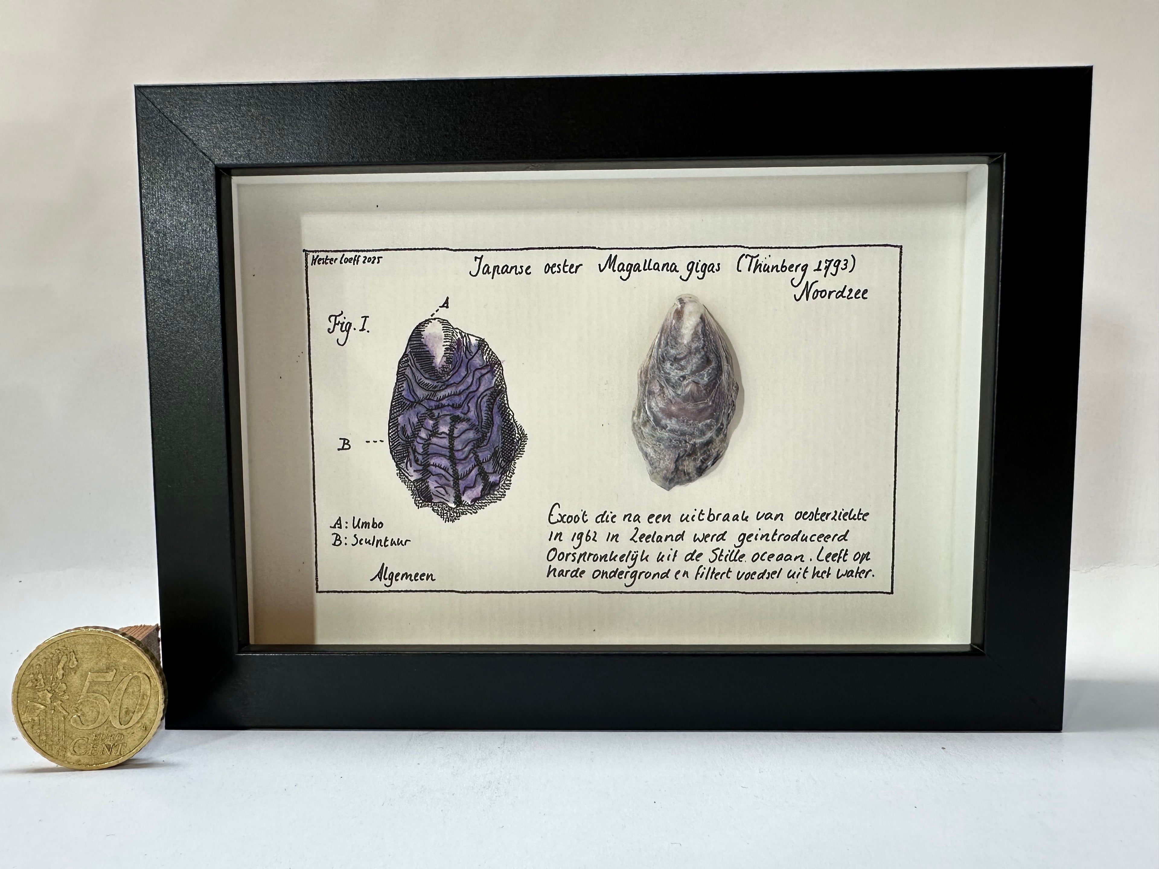 Noordzee kabinetje Japanse oester