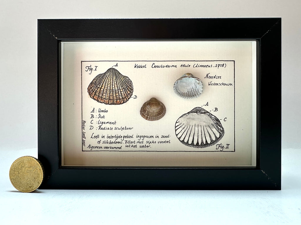 Noordzeekabinetje Kokkel