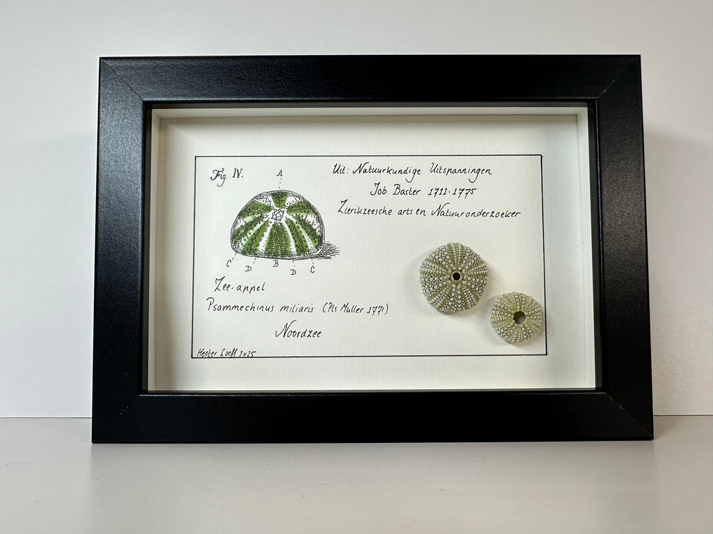 Baster kabinetje zee-appel