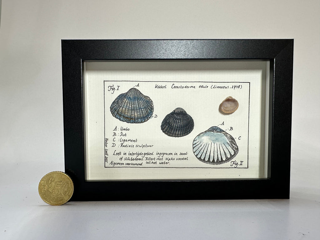 Noordzeekabinetje Kokkel