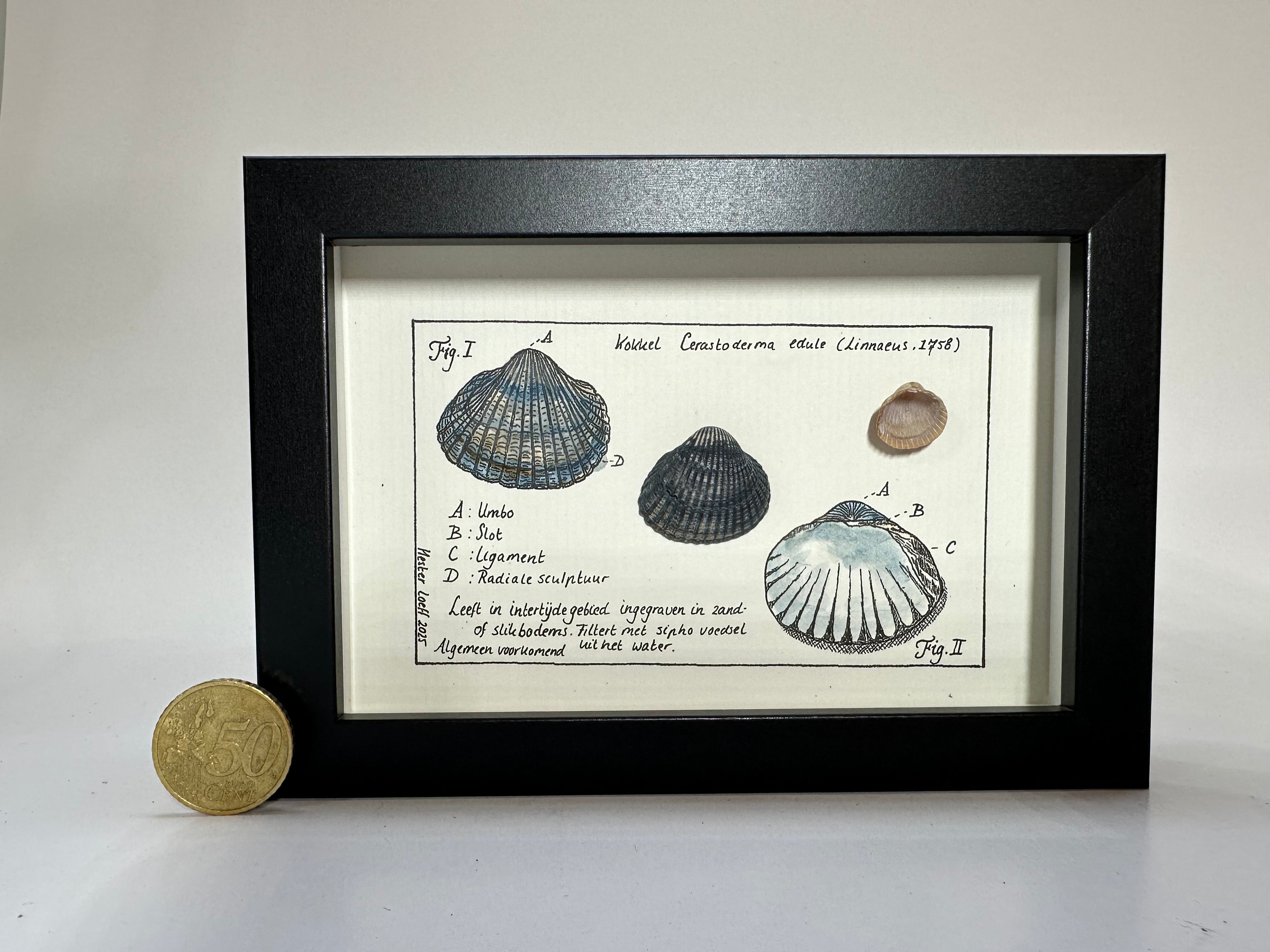 Noordzeekabinetje Kokkel