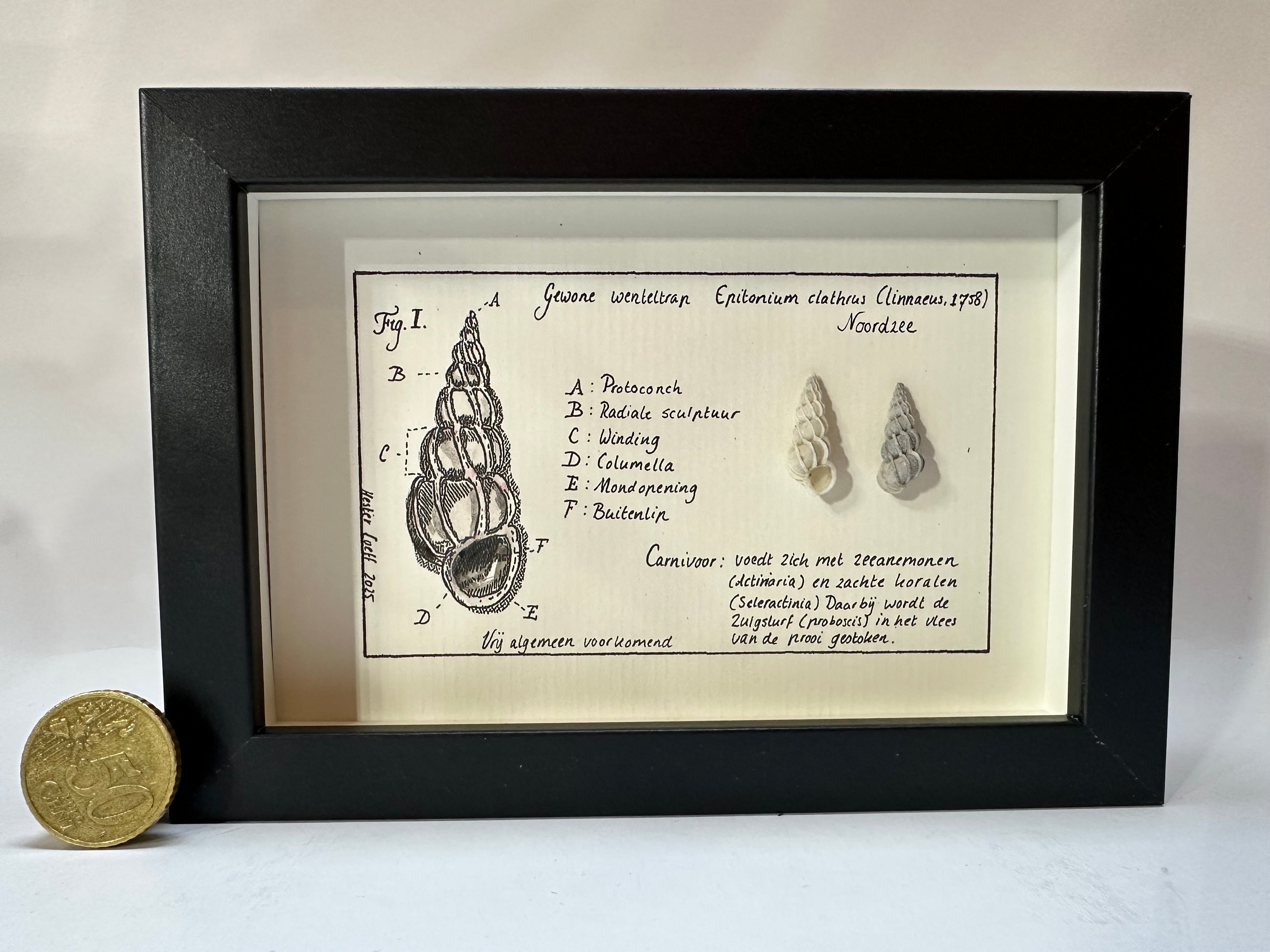 Noordzeekabinetje Wenteltrap