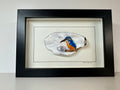 Oesterschelptekening ijsvogel