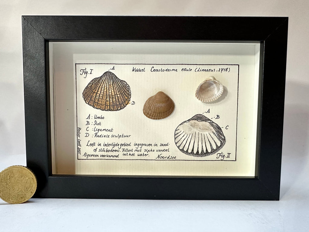 Noordzeekabinetje Kokkel