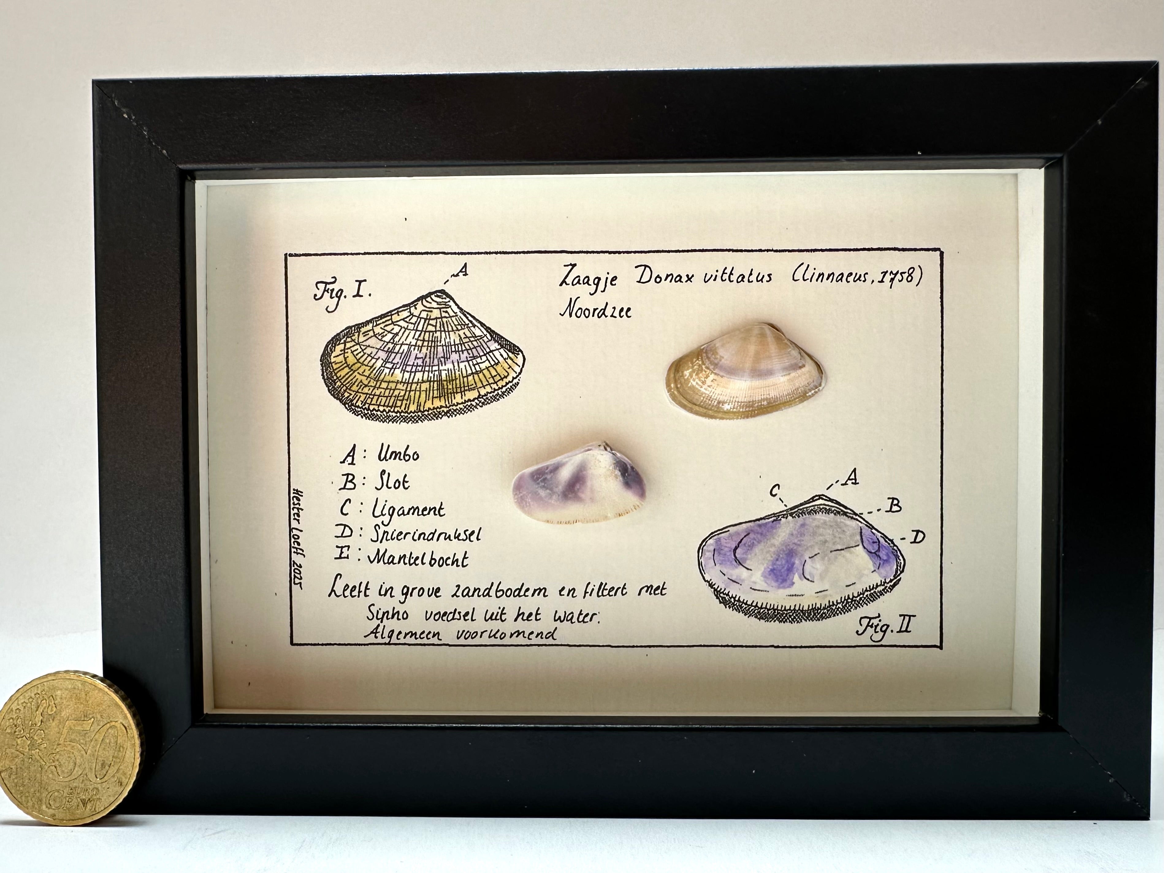 Noordzee kabinetje zaagje