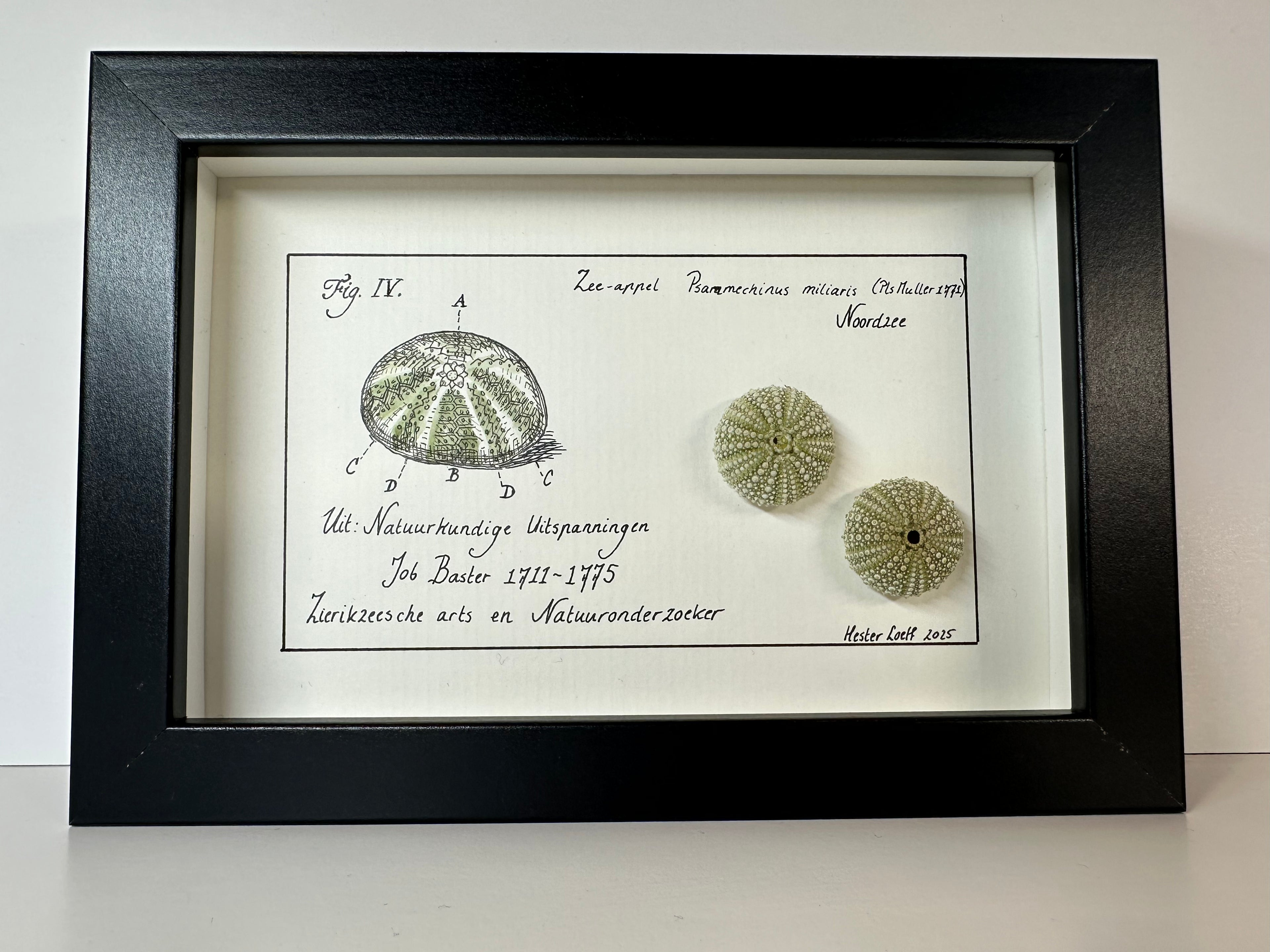 Baster kabinetje zee-appel