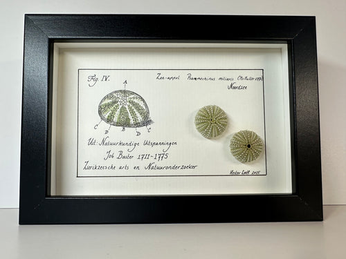 Baster kabinetje zee-appel