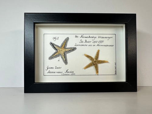 Basterkabinetje zeester