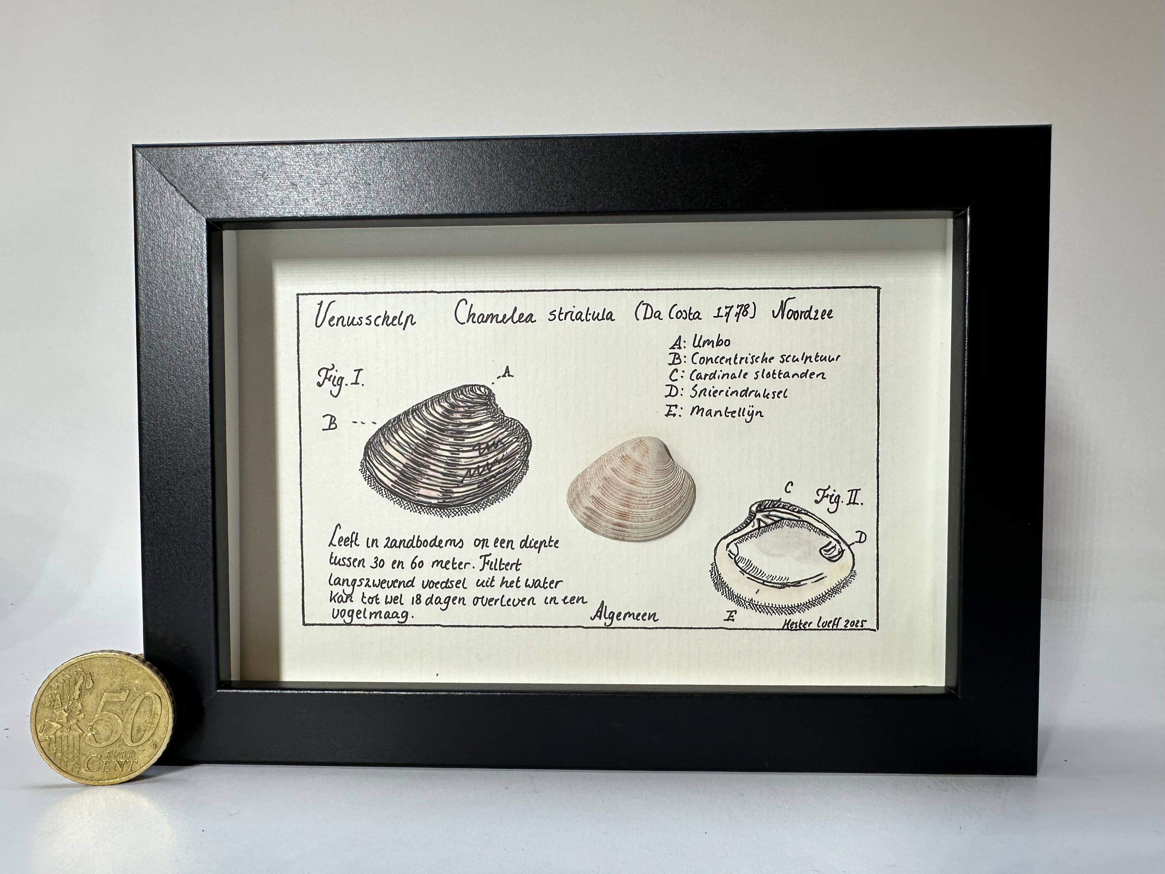 Noordzeekabinetje Venusschelp