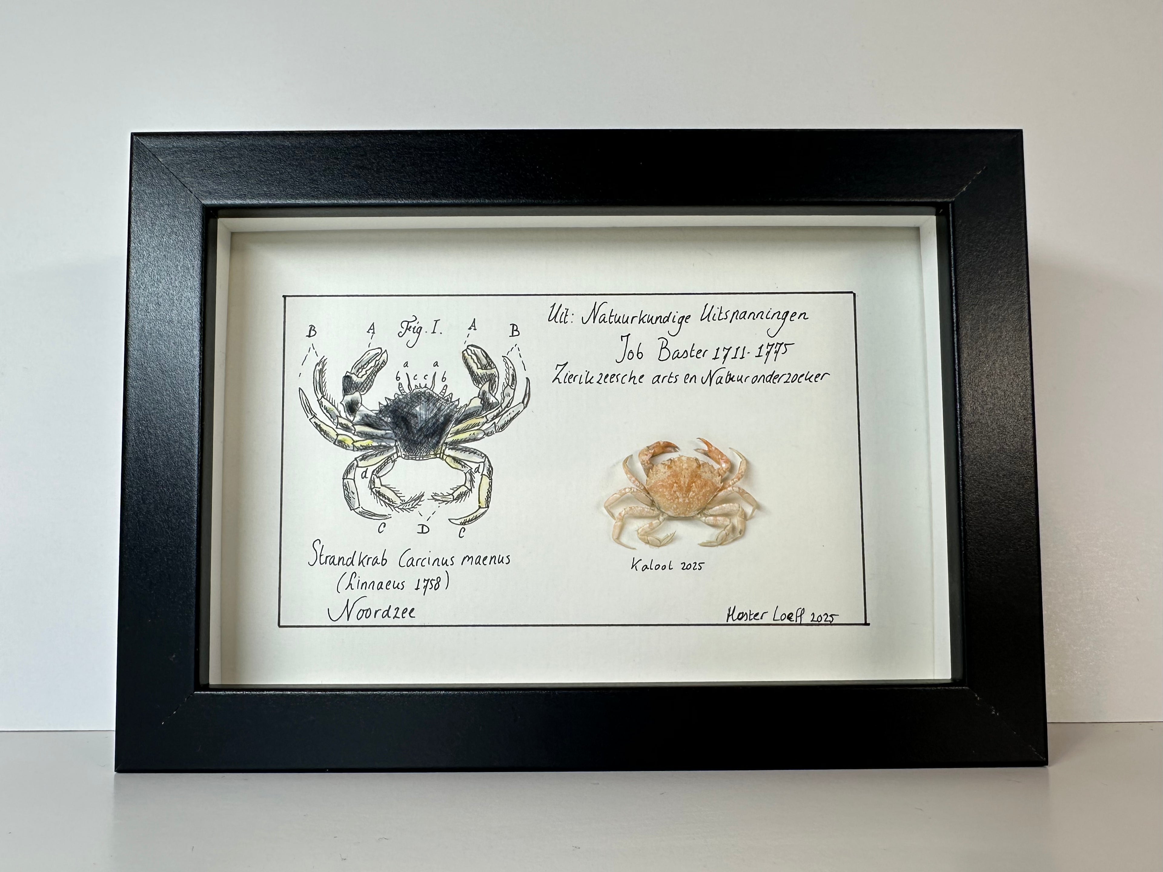 Baster kabinetje krab