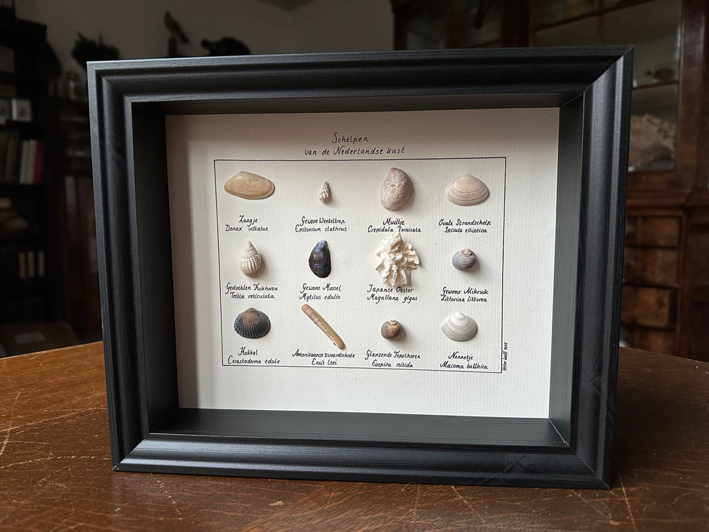 Schelpen van de Nederlandse kust
