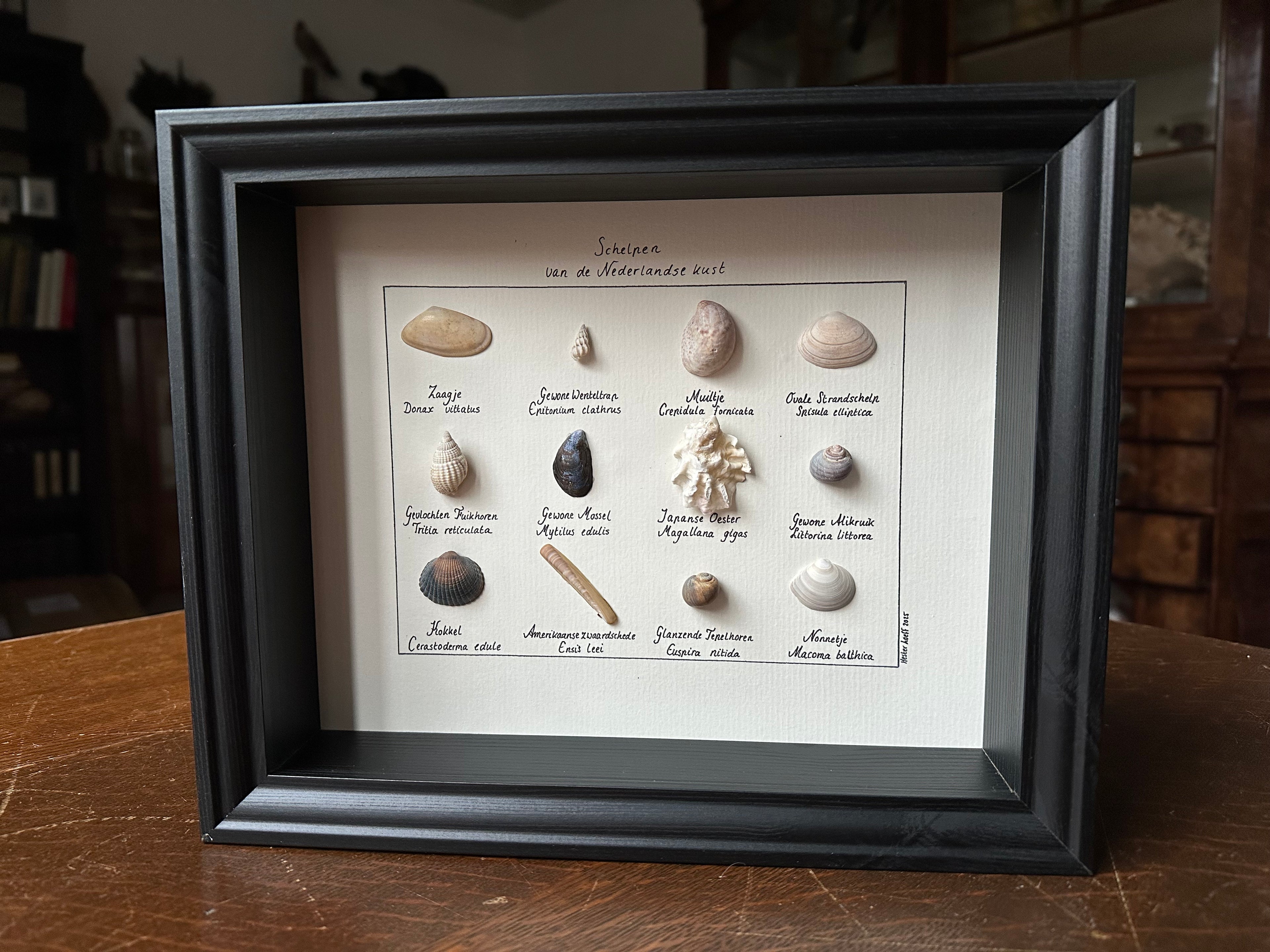 Schelpen van de Nederlandse kust