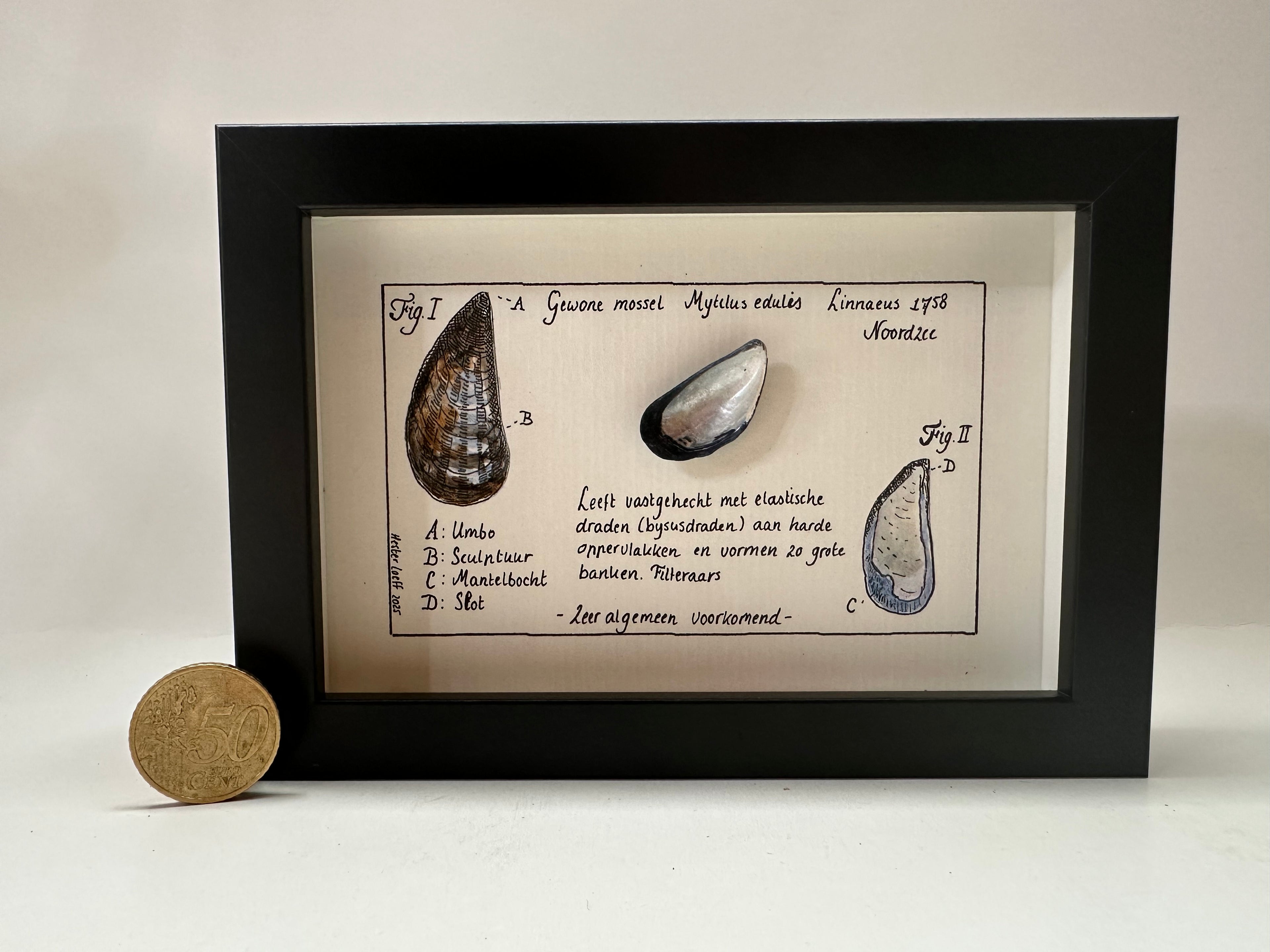 Noordzee kabinetje mossel