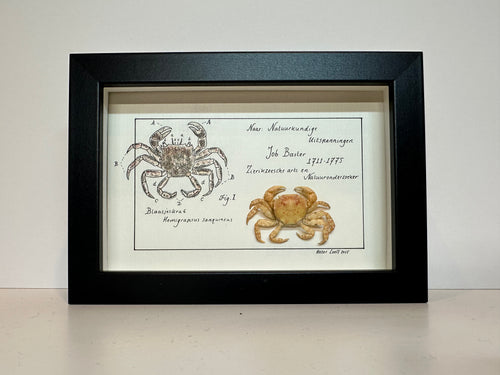 Baster kabinetje krab klein