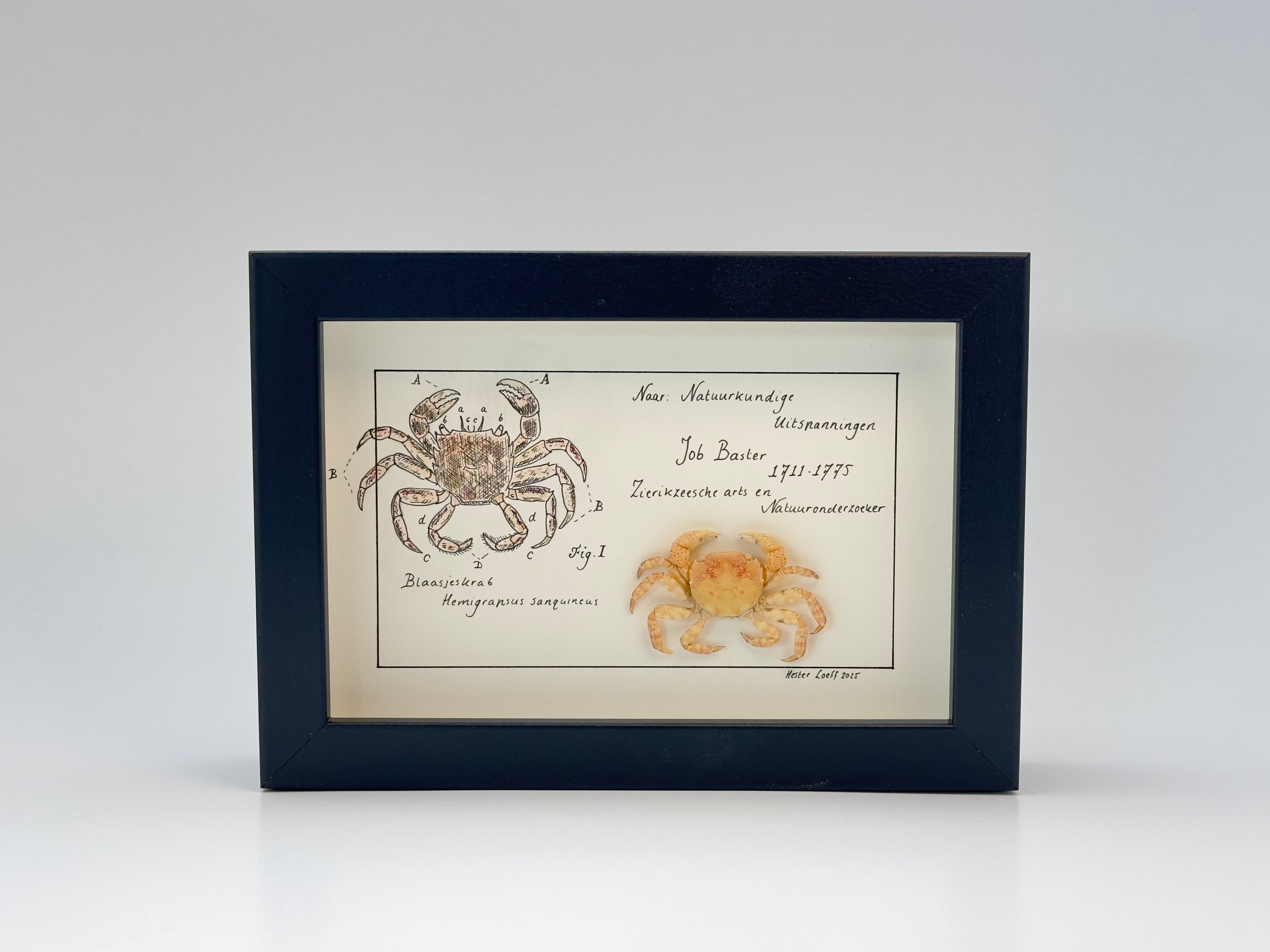 Baster kabinetje krab klein