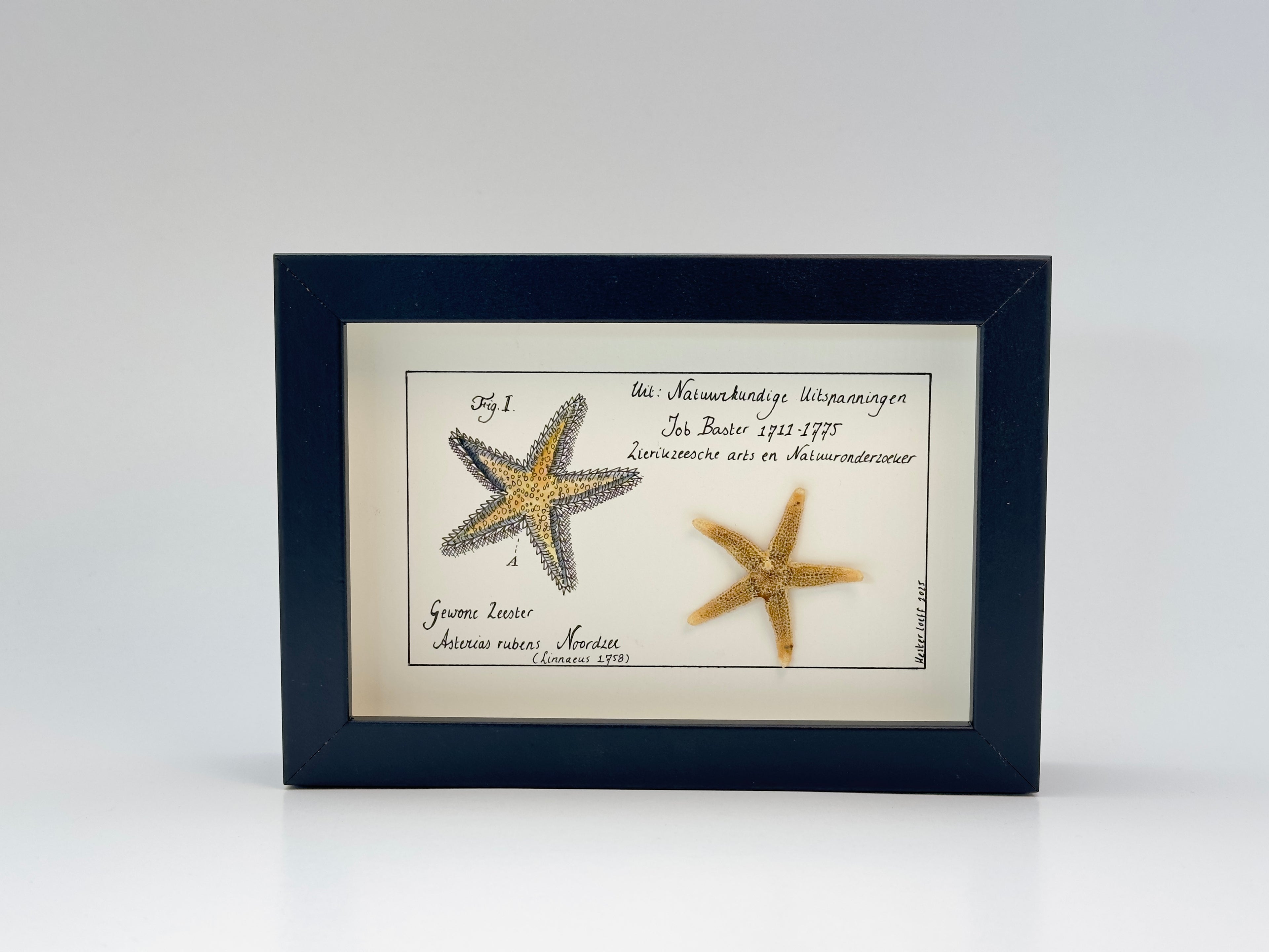 Basterkabinetje zeester