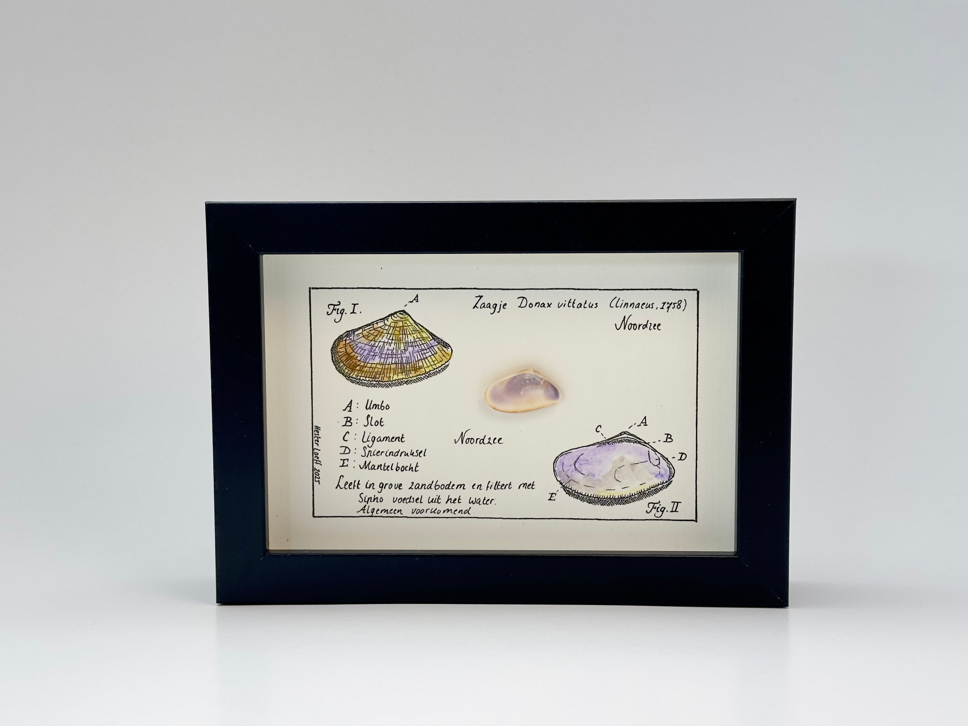 Noordzee kabinetje zaagje