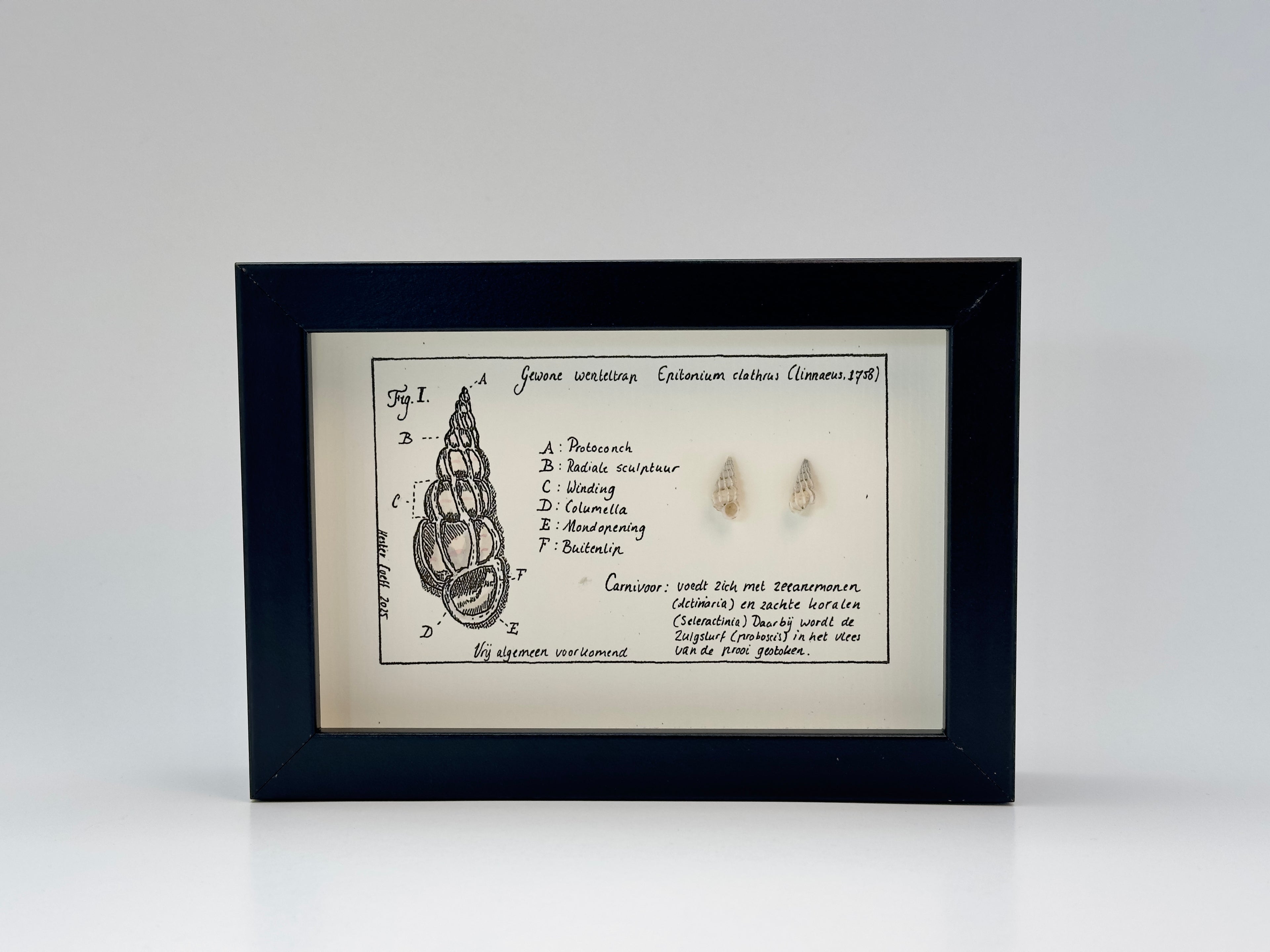 Noordzeekabinetje Wenteltrap