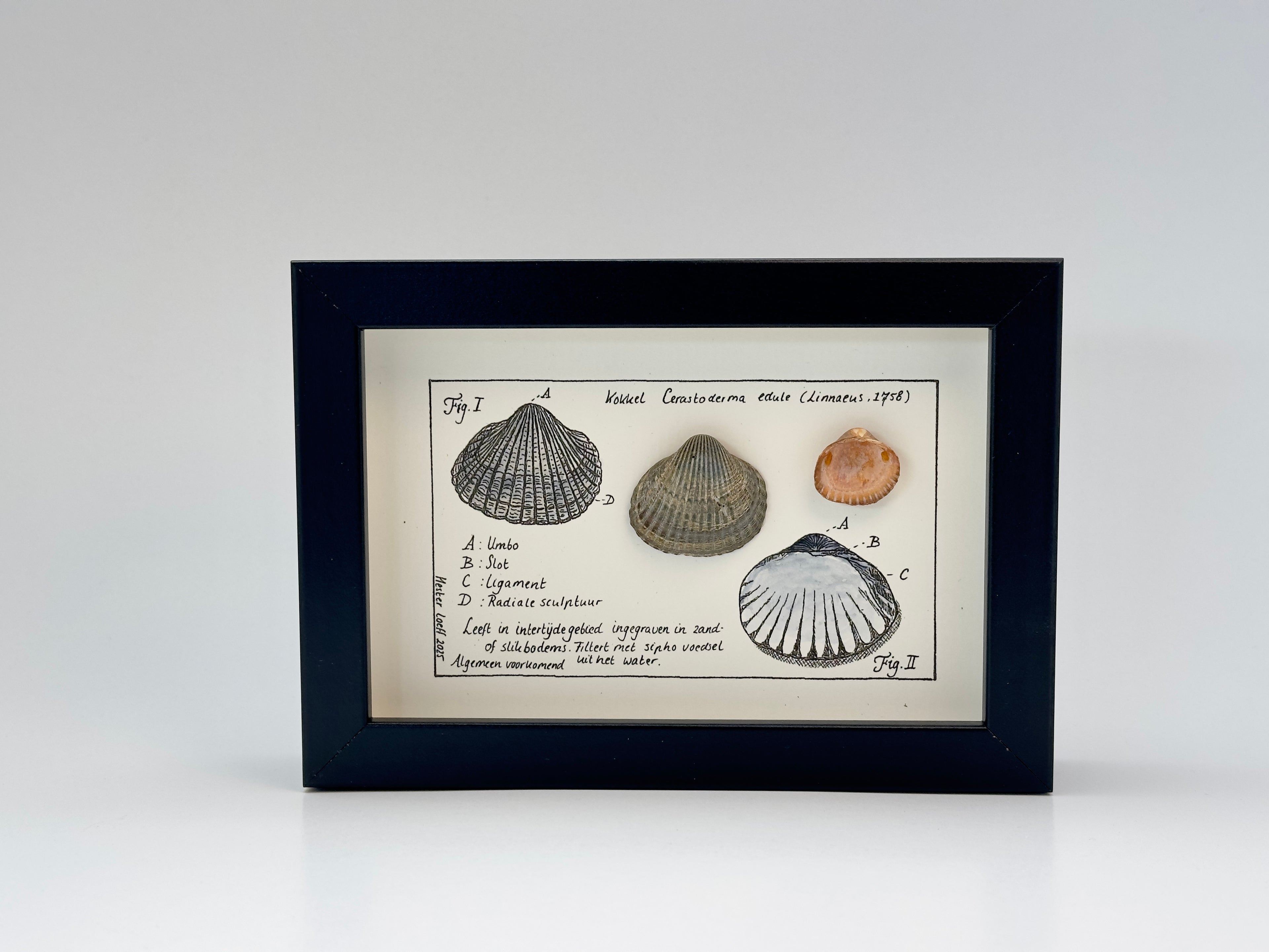 Noordzeekabinetje Kokkel