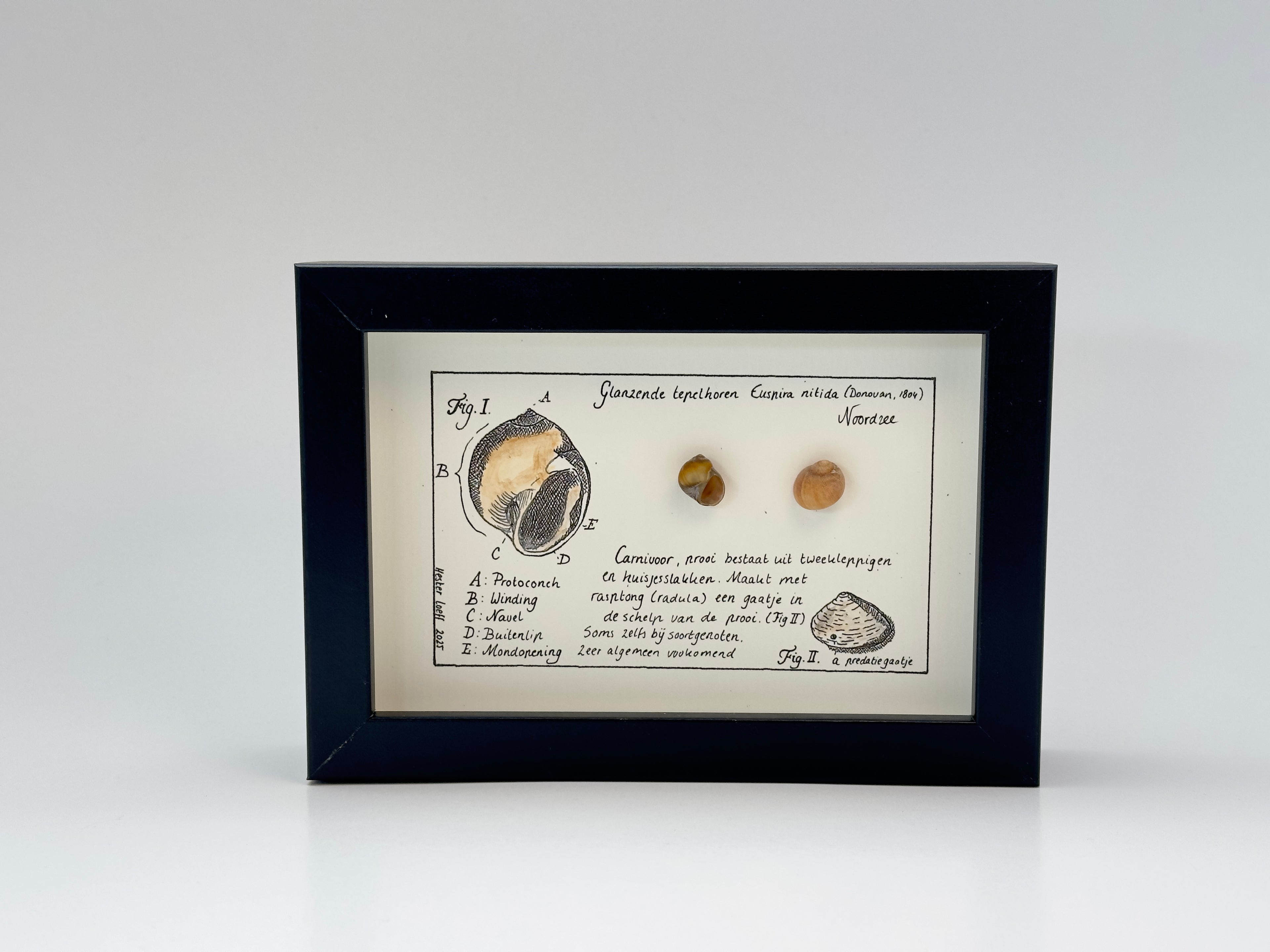 Noordzee kabinetje tepelhoren