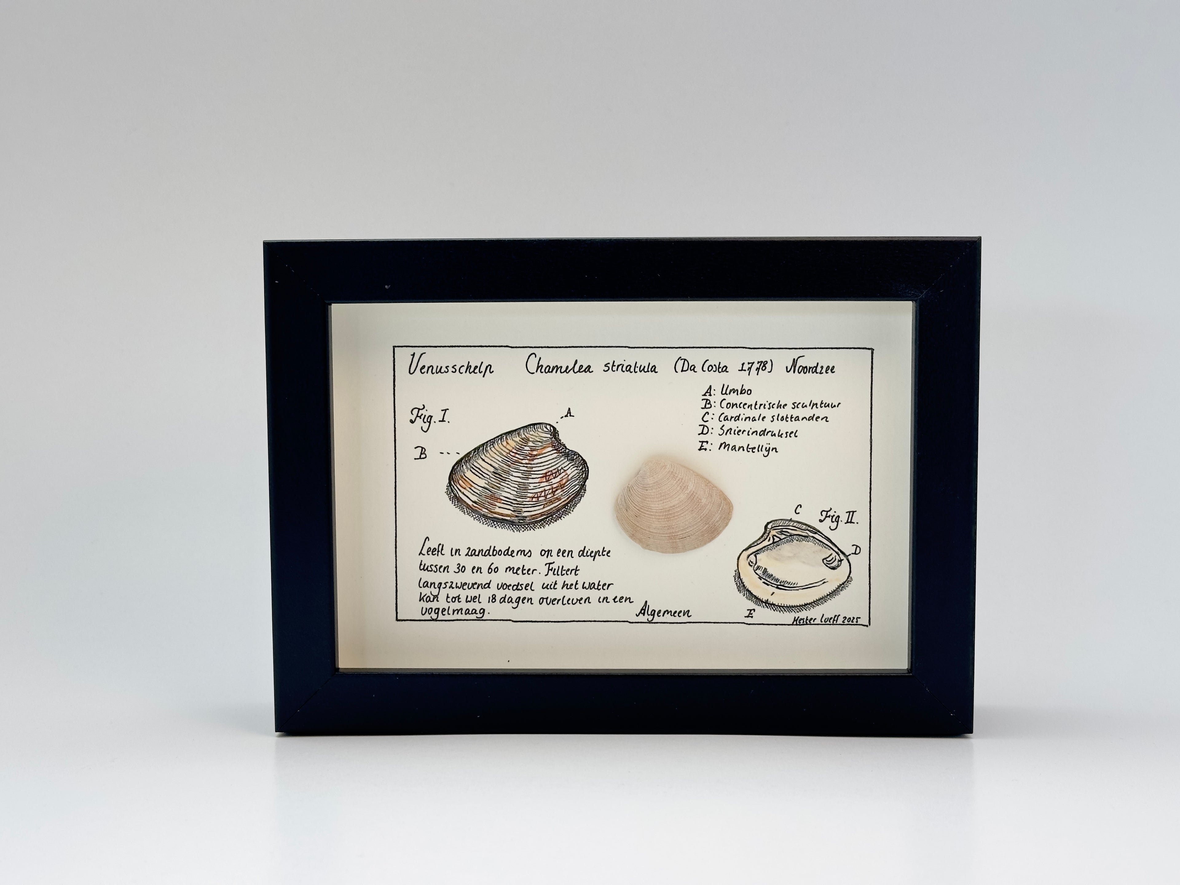 Noordzeekabinetje Venusschelp