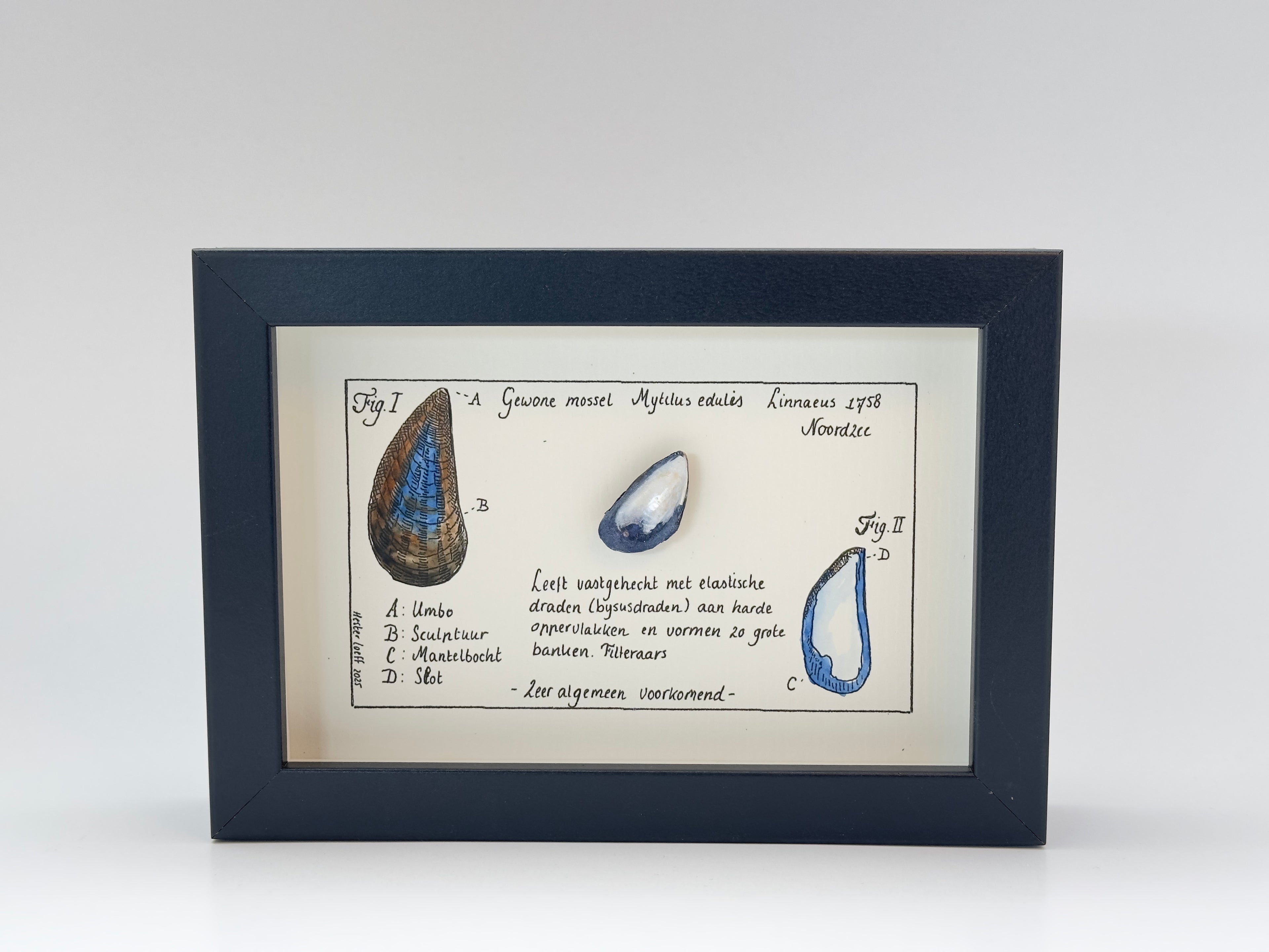 Noordzee kabinetje mossel